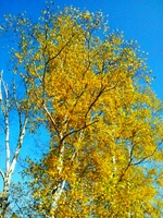 2011-10-18- 1s.jpg