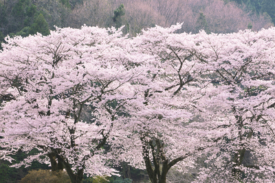 nikon_9182_2_s.jpg